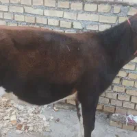 گوساله ماده