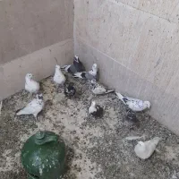 کبوتر پرشی ناجلد