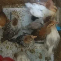 جوجه مرغ گلین