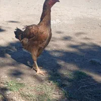 مرغ و خروس لاری رودان