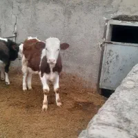 گوساله|حیوانات مزرعه|بوئین زهرا, |دیوار