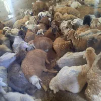گوسفند گوشتی و کم شکم