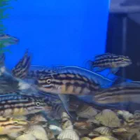 ماهیان تانگانیکا کالووس اسلاتوس|ماهی|قزوین, |دیوار