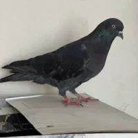 کله ای بادمجونی آبی نر