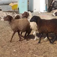 دو عدد میش 3بره ماده همشون جنس|حیوانات مزرعه|کاشان, مشکات|دیوار