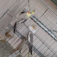 فروش عروس هلندی|پرنده|میانه, |دیوار