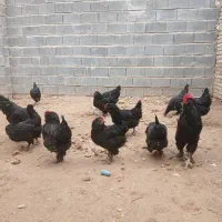 مرغ خروس|حیوانات مزرعه|فاروج, |دیوار