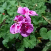 کارگر برای کار در گلخانه