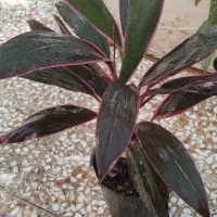 تخفیف گل تا امشب