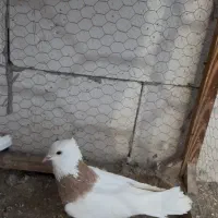 تعدادی کفتر