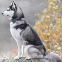 سگ هاسکی|سگ|اردکان, |دیوار