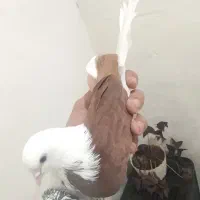 کبوتر پرشی گرفتنی سزار