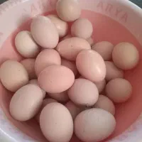 تخم مرغ محلی