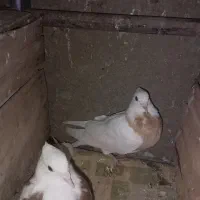 کبوتر|پرنده|دهگلان, |دیوار