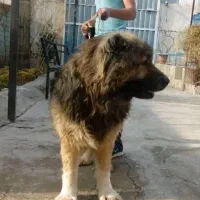 سگ سرابی سنگین وزن|سگ|شیراز, بیمارستان غدیر|دیوار