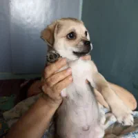 توله ماده اشپیتز