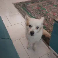 سگ گمشده
