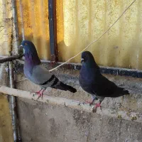 کفتر|پرنده|تهران, سیروس|دیوار