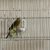 قناری سوپری سبز علیخانی شلاقی بخون مست مست