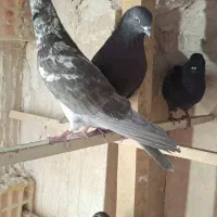 کفتر غریبگیری|پرنده|رباطکریم, رباطکریم|دیوار