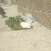 ۲ عدد خروس سفید
