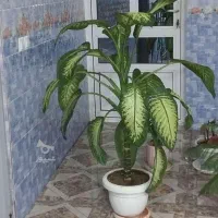 گل دیفن یک متری