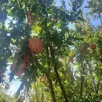 زمینی-باغی-روستای-بلاش-آباد