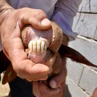 بز بزغاله پاکستانی  میش بره