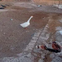 خروس گلین قوغاز سفید نر|حیوانات مزرعه|قزوین, |دیوار