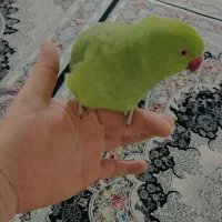 کاسکو