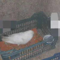 کبوتر نر سفید درشت دمش چنتا مشکی داره تار کردم