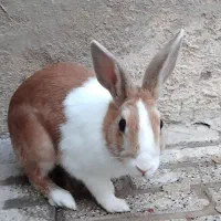 خرگوش