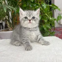 سرپرستی گربه ی اصیل|گربه|شیراز, باغ تخت|دیوار