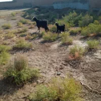 بز جوان با بچه|حیوانات مزرعه|میاندوآب, |دیوار