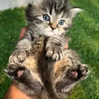 گربه بریتیش و اسکاتیش اصیل|گربه|کرج, عظیمیه|دیوار