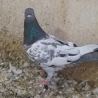 دوعدد گرفتنی|پرنده|آبادان, |دیوار