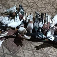 کبوترهای پرشی زینتی در همه رنگ|پرنده|رستمآباد, |دیوار