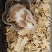 همستر نر و قفس مخصوص