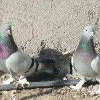 کفتر ترکیه