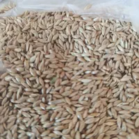 گلرنگ. ارزن. گندم. جو.  نخود|عمدهفروشی|رحمتآباد, |دیوار