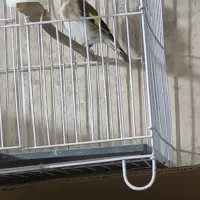 کبوتر رنگی و طوقی و عروس مینا|پرنده|ایلام, |دیوار