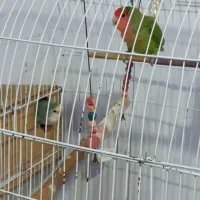 طوطی برزیلی نر و ماده پیروزی بلوار ابوذر|پرنده|تهران, ائمه اطهار|دیوار