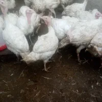 گوشت گرم بوقلمون