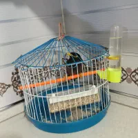 مرغ مینا اهلی بالا بیست کلمه حرف میرنه