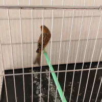 یک قناری مست