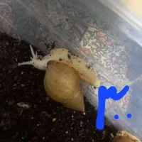 حلزون|خزنده|کرمان, |دیوار