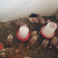 بوقلمون