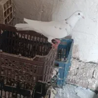 کفتر.