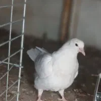 موقعیت بافق  خیابان شیخ محمد تقی