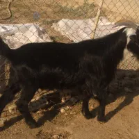 بز جفت ۱۹ تیشتر ۱۵|حیوانات مزرعه|مسجد سلیمان, |دیوار